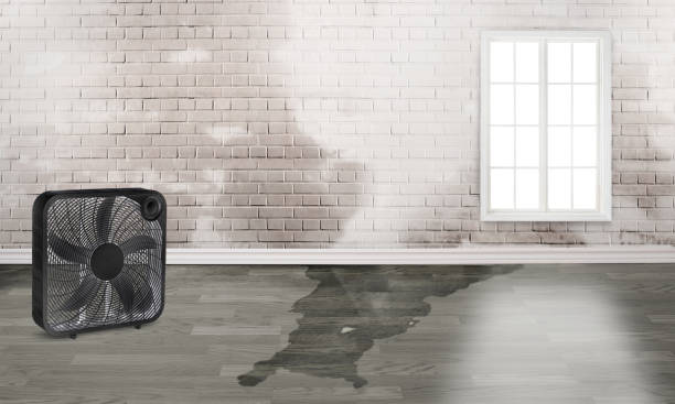 Carpet water damage restoration in North Branch, MI