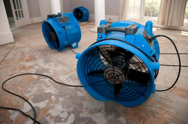 Best Water damage cleanup near me  in North Branch, MI